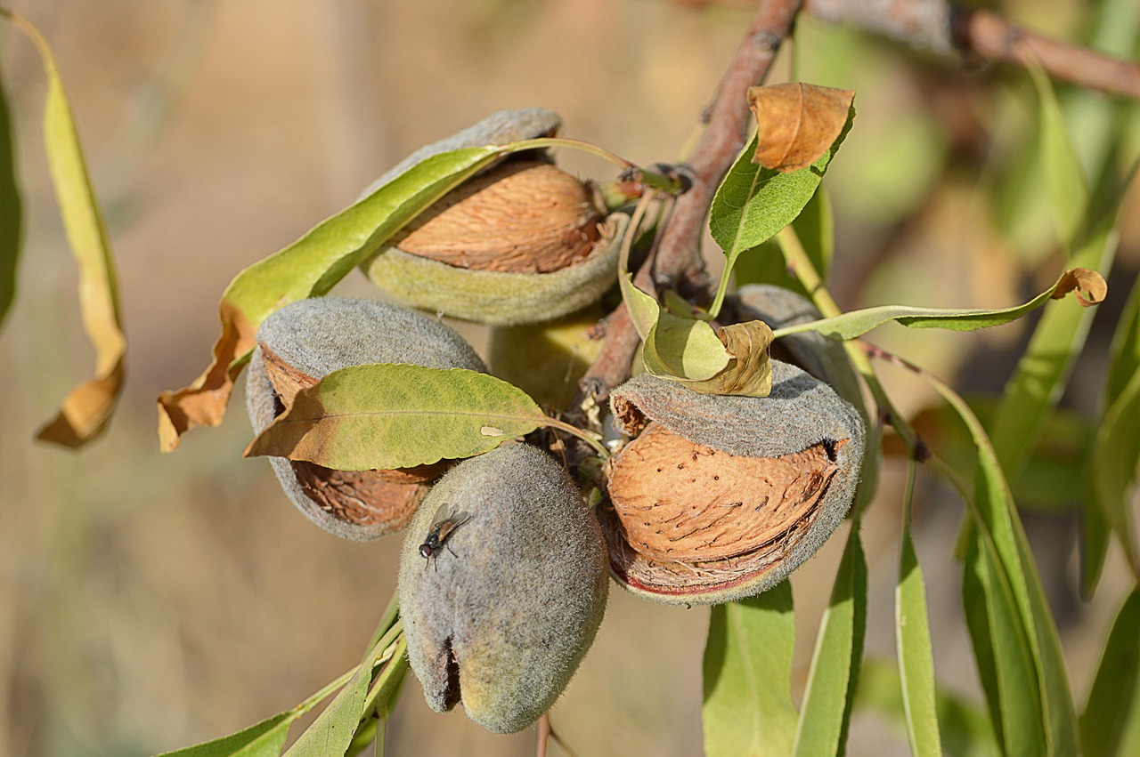 Home almonds, maturation, nuts, almond tree, farming, fruit, dried, almonds, almonds, almond tree, almond tree, almond tree, almond tree, almond tree