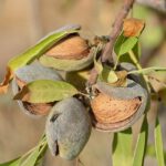 Nos Produits High-quality California Almonds for global export